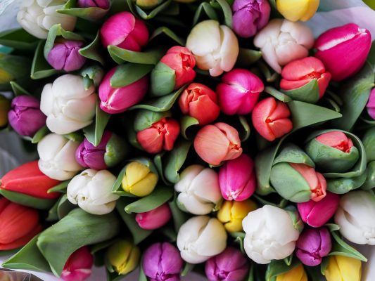 تاثیر سرما بر گل | گل هروی | نگهداری و پرورش گل